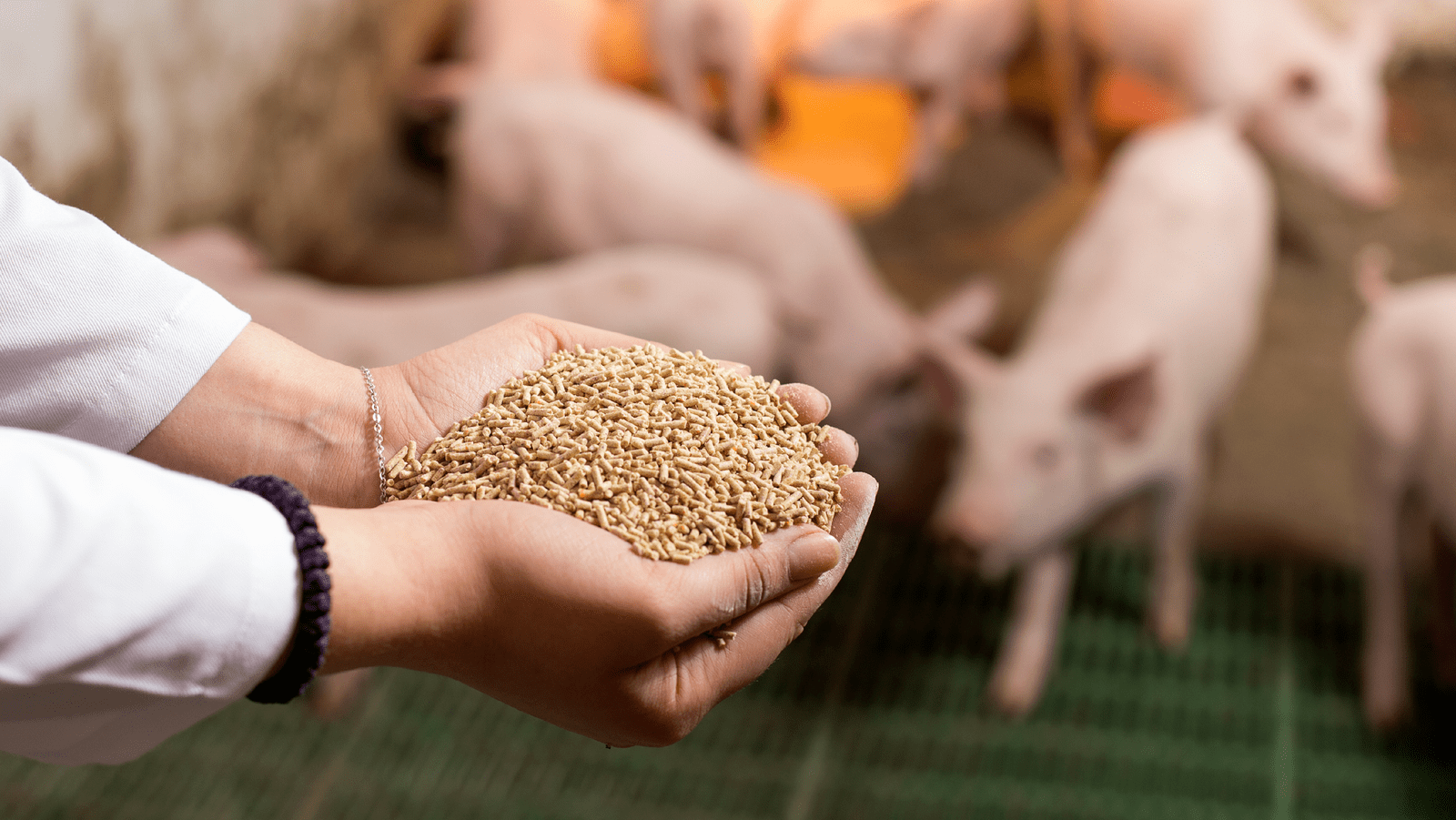 Animal Feed and Health